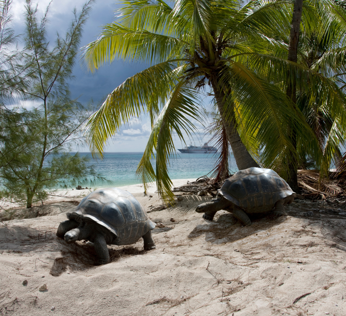  Seychelles - giant tortoises
