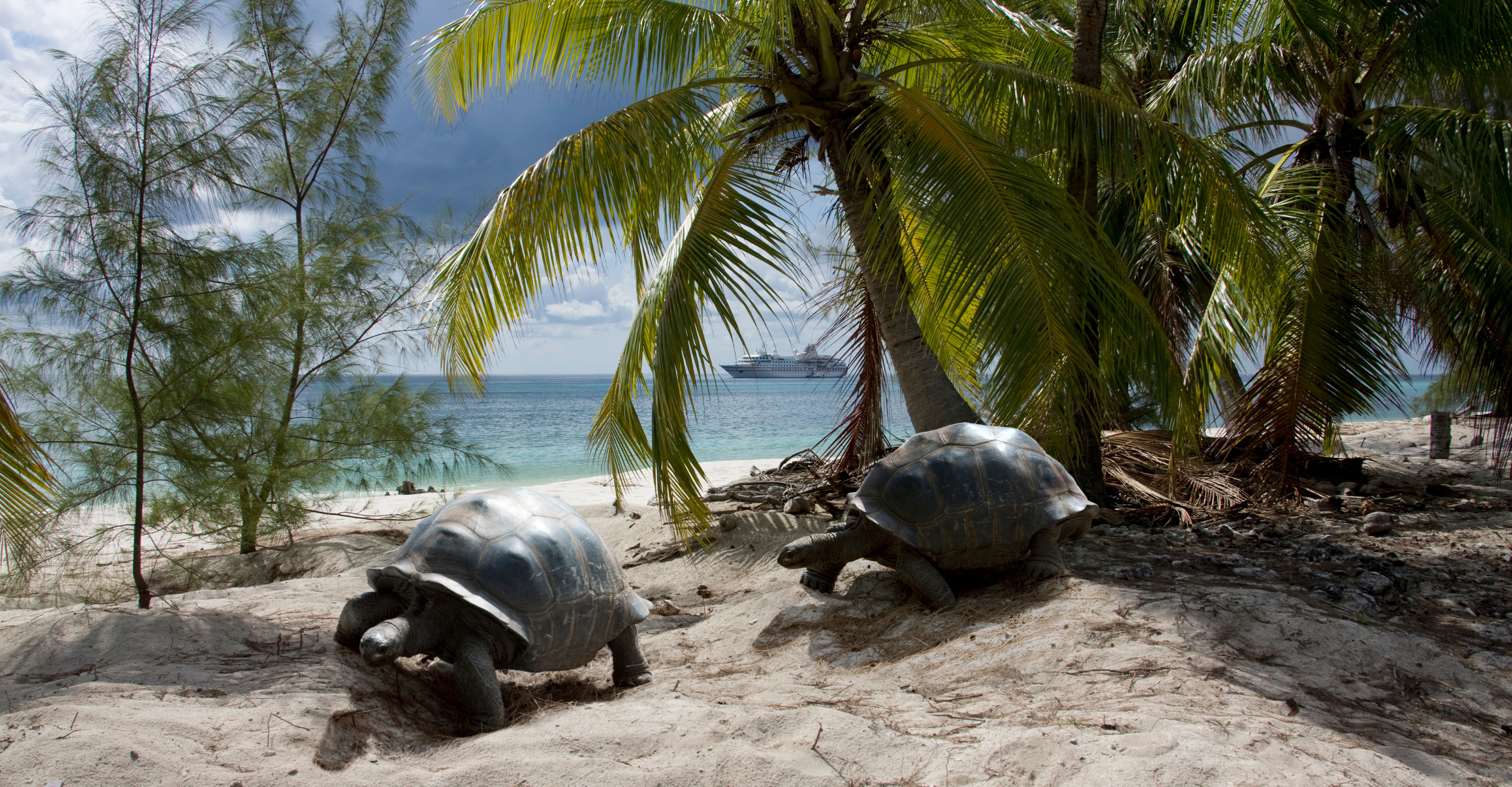  Seychelles - giant tortoises