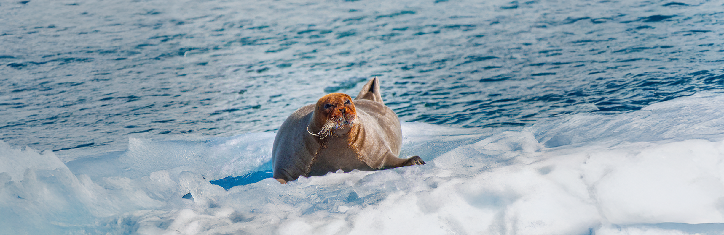 Arctic