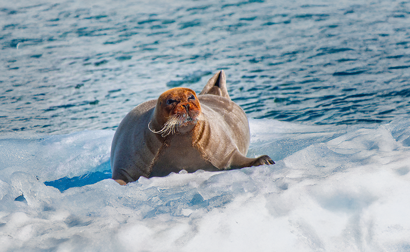Arctic