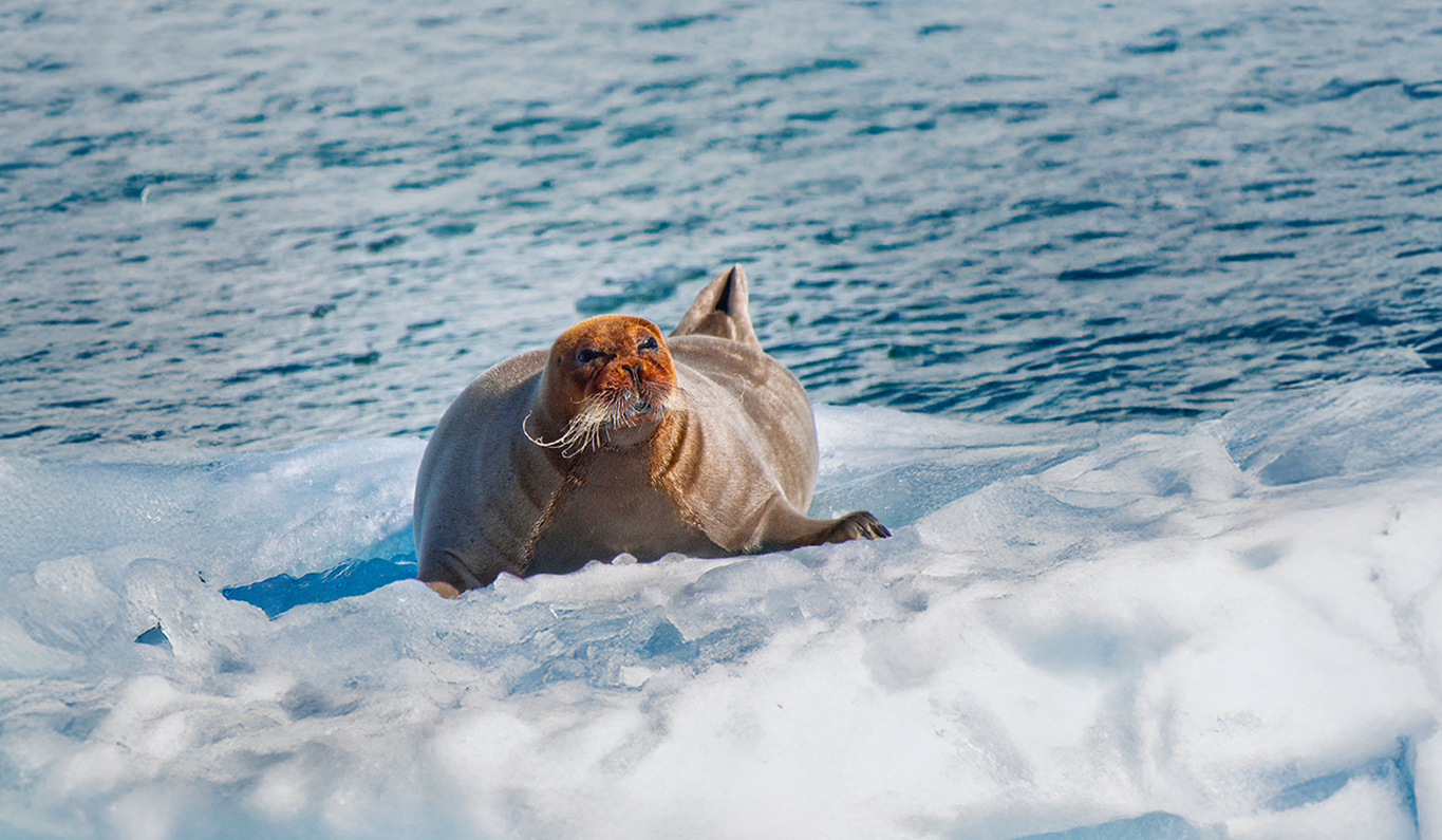 Arctic