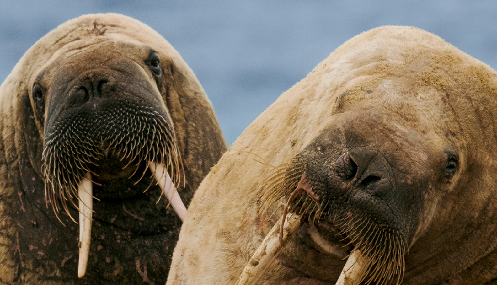 Walruses