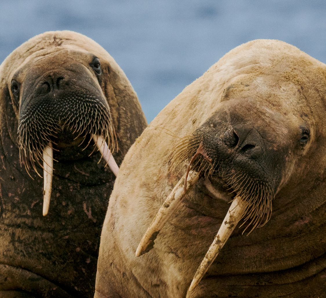 Walruses