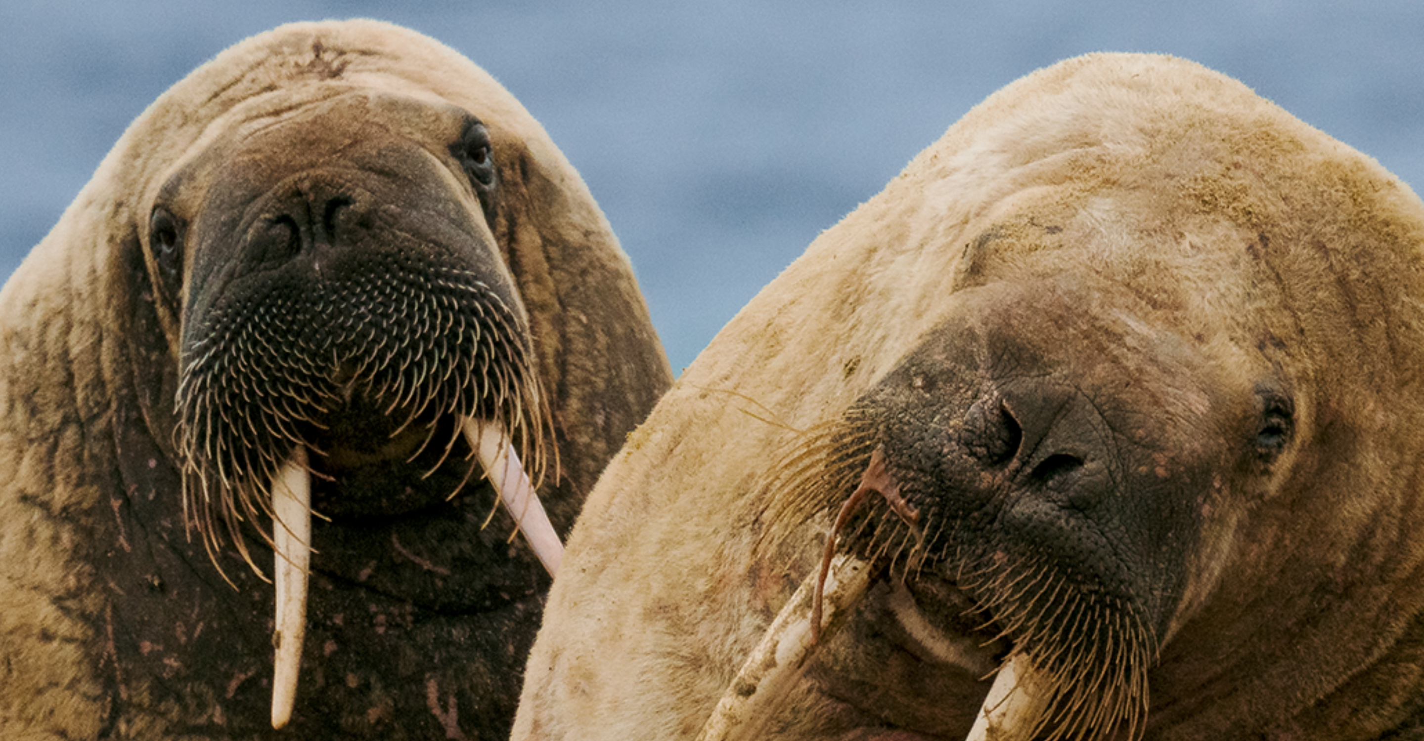 Walruses