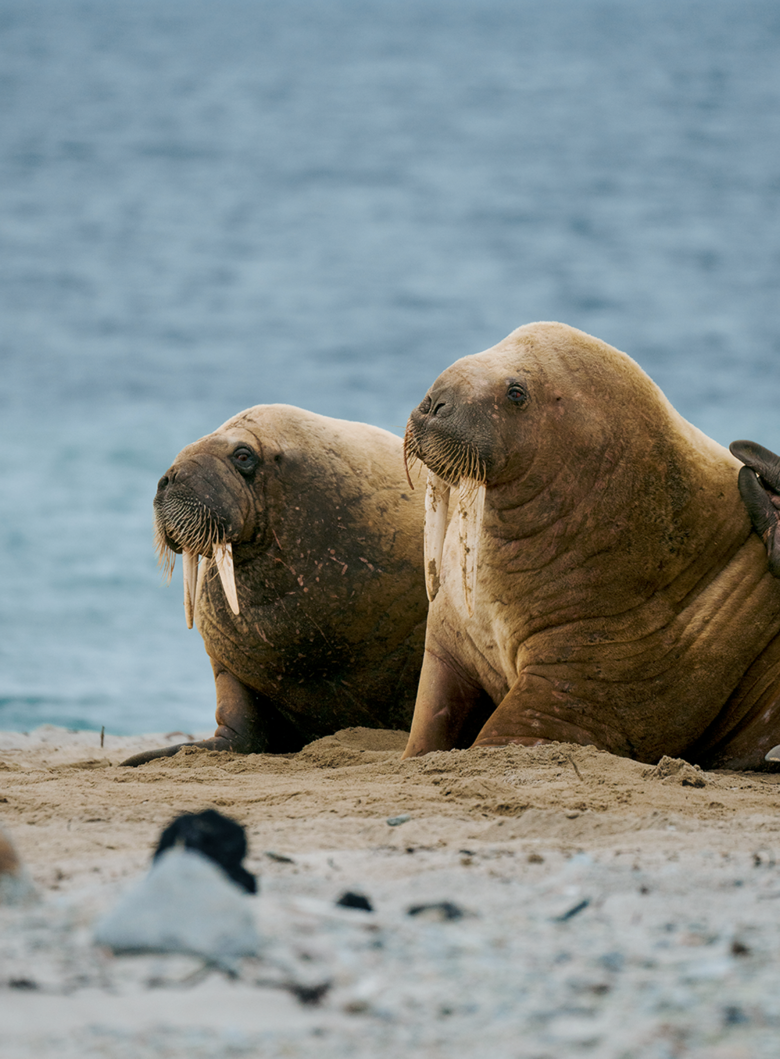 Walruses