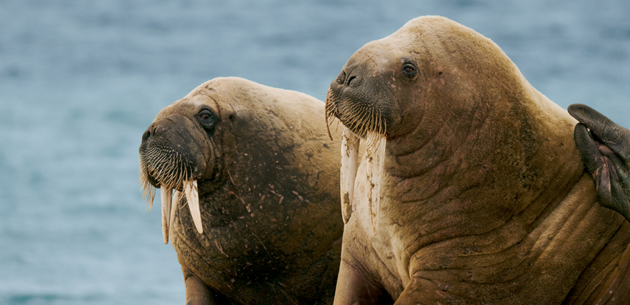 Walruses