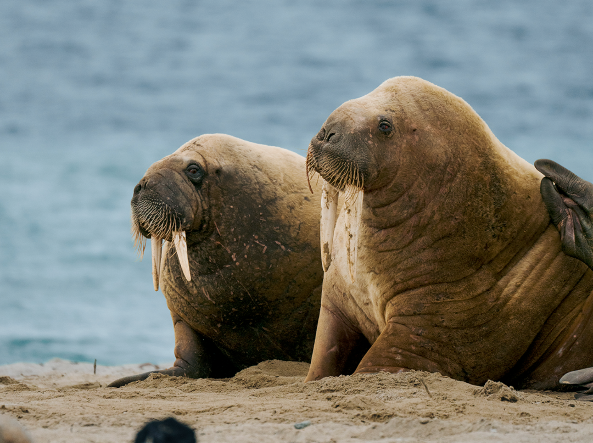 Walruses