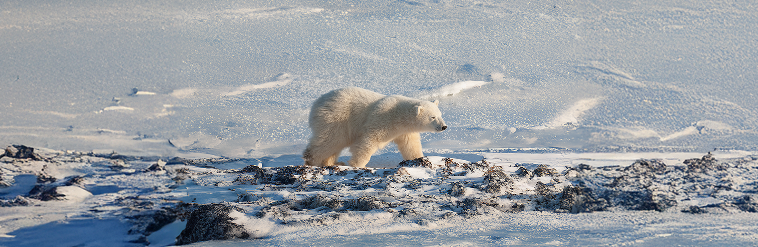Arctic