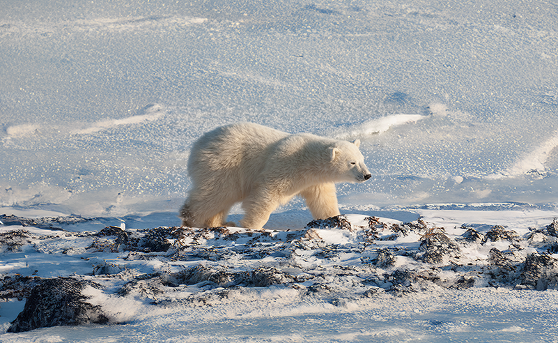 Arctic