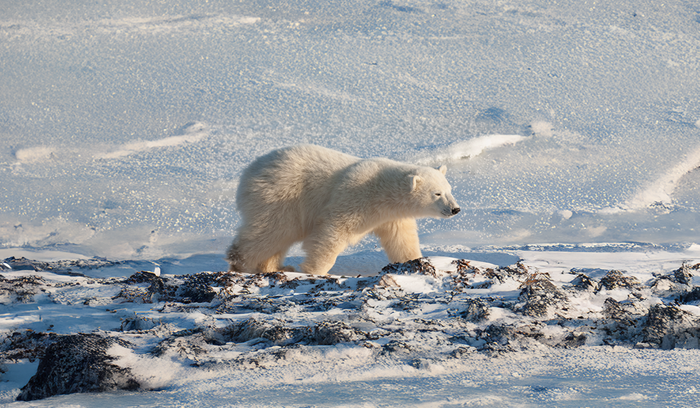 Arctic