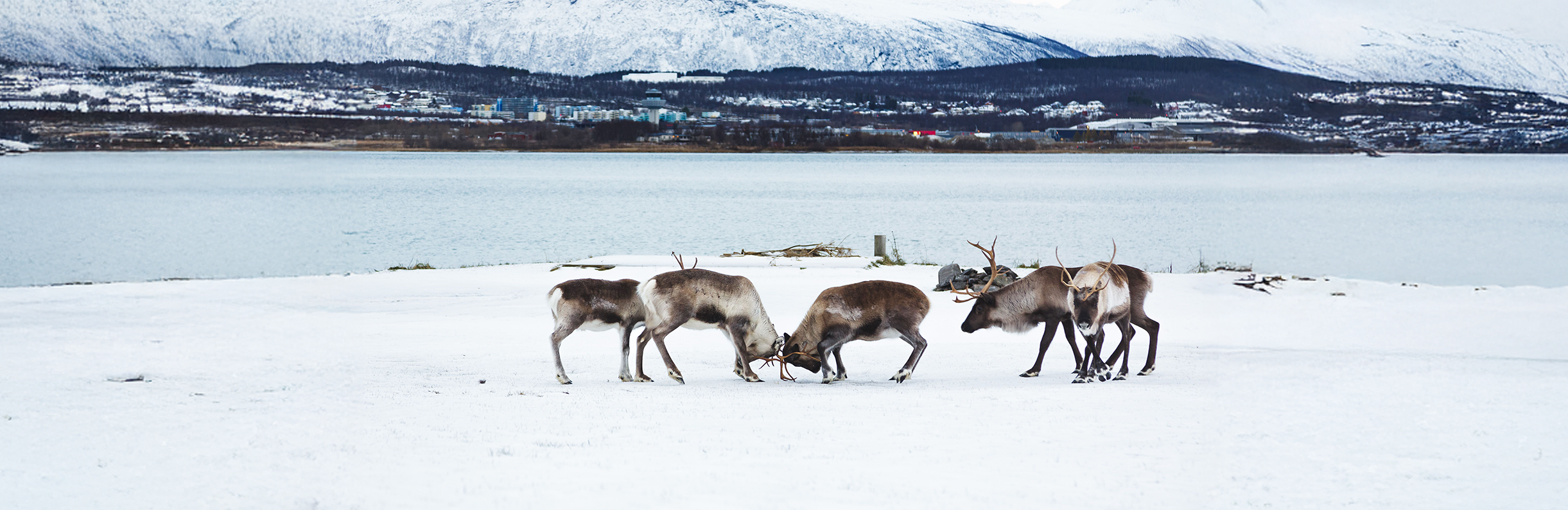 Arctic