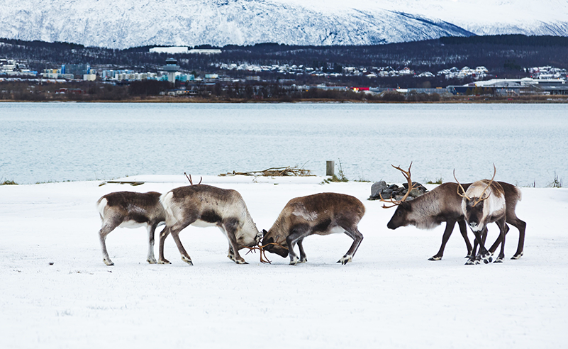 Arctic
