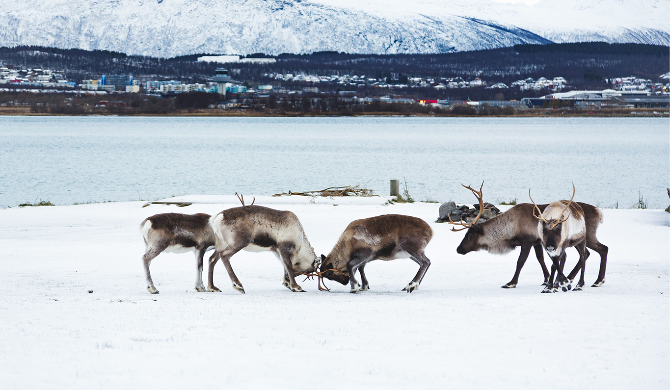 Arctic