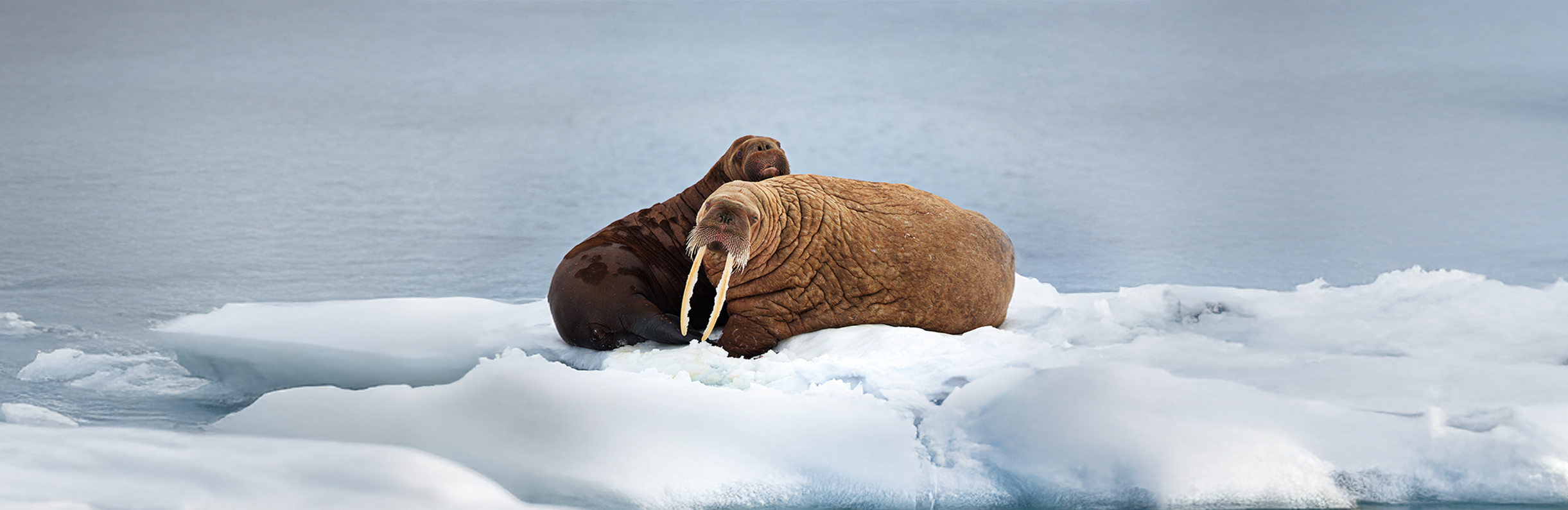 Arctic