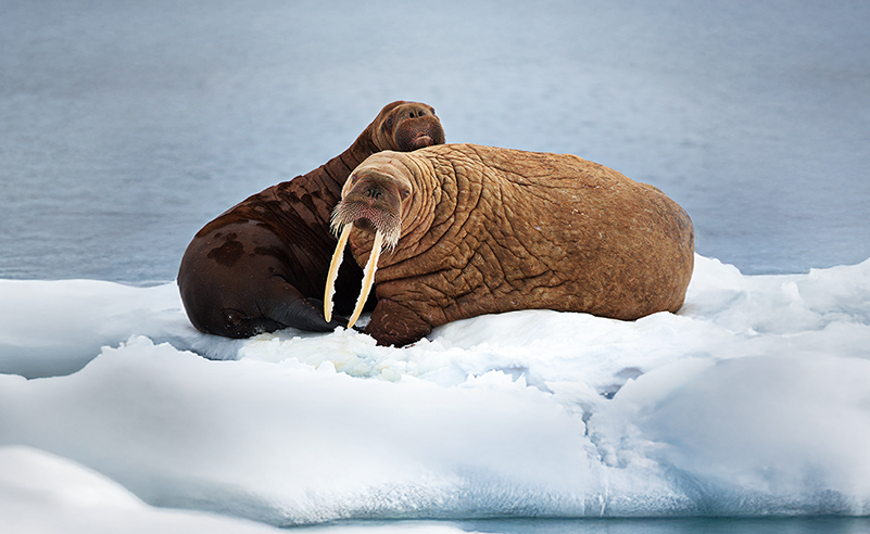 Arctic