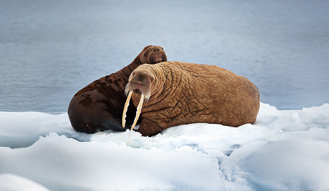 Arctic