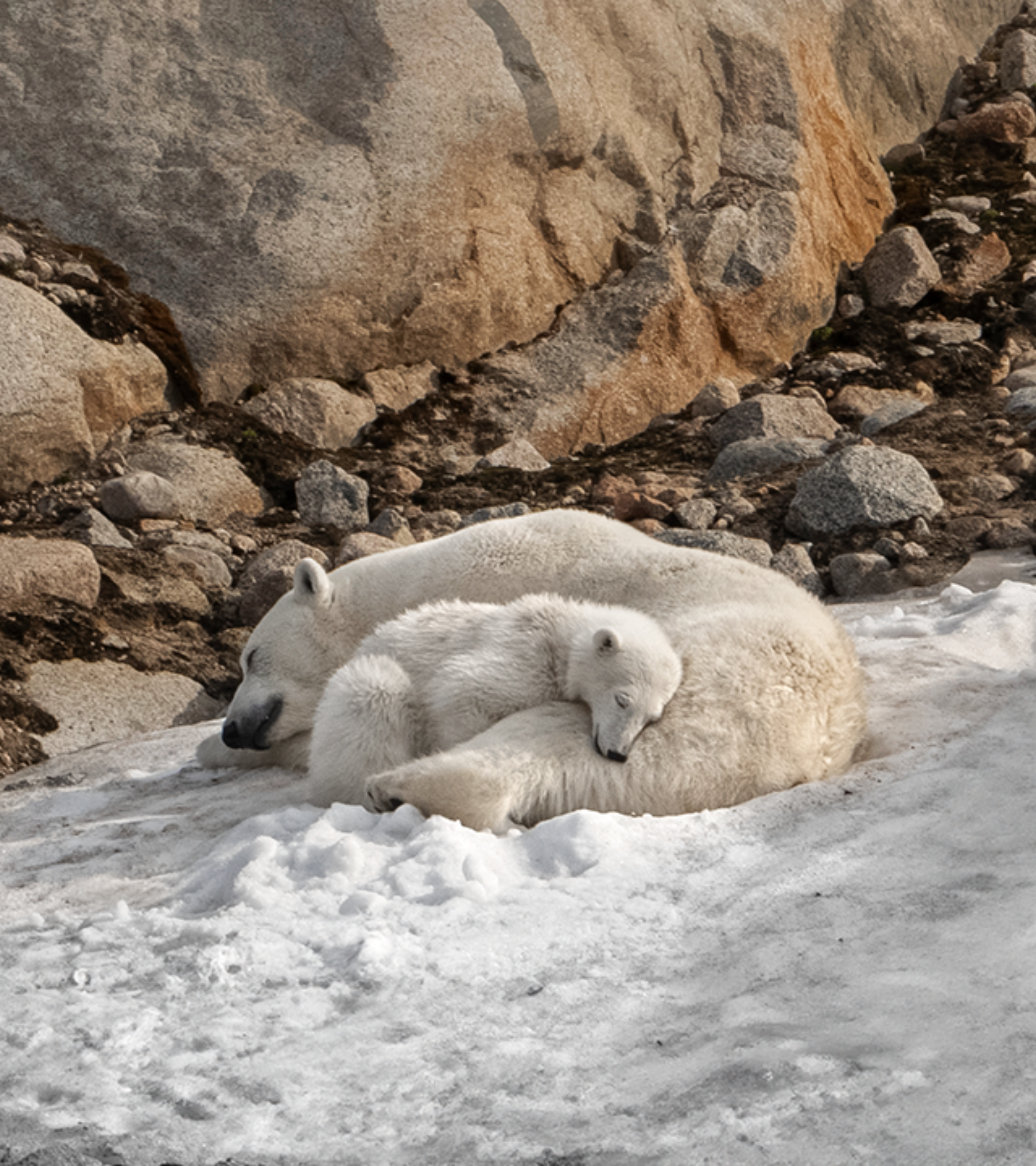 Polar Bears 