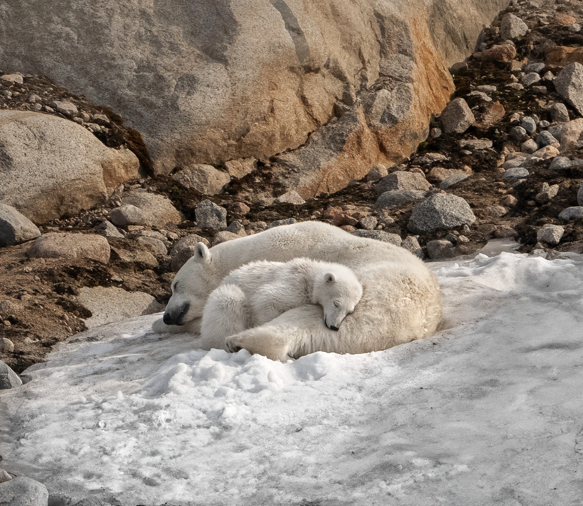 Polar Bears 