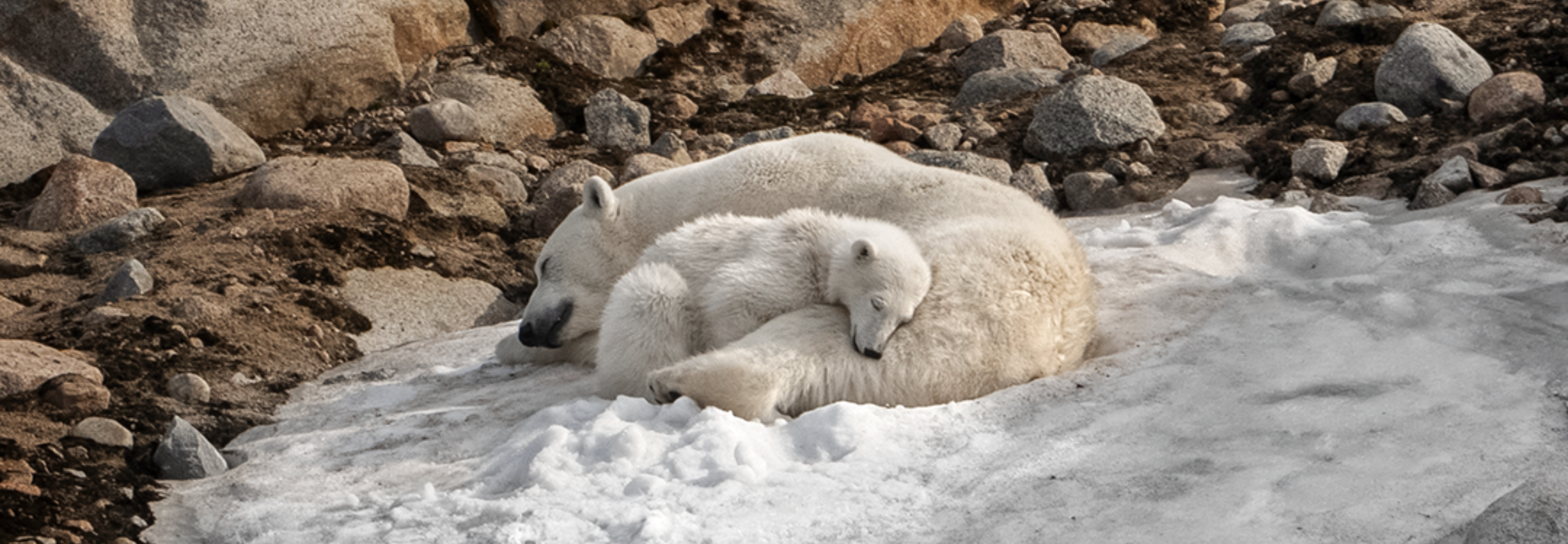 Polar Bears 