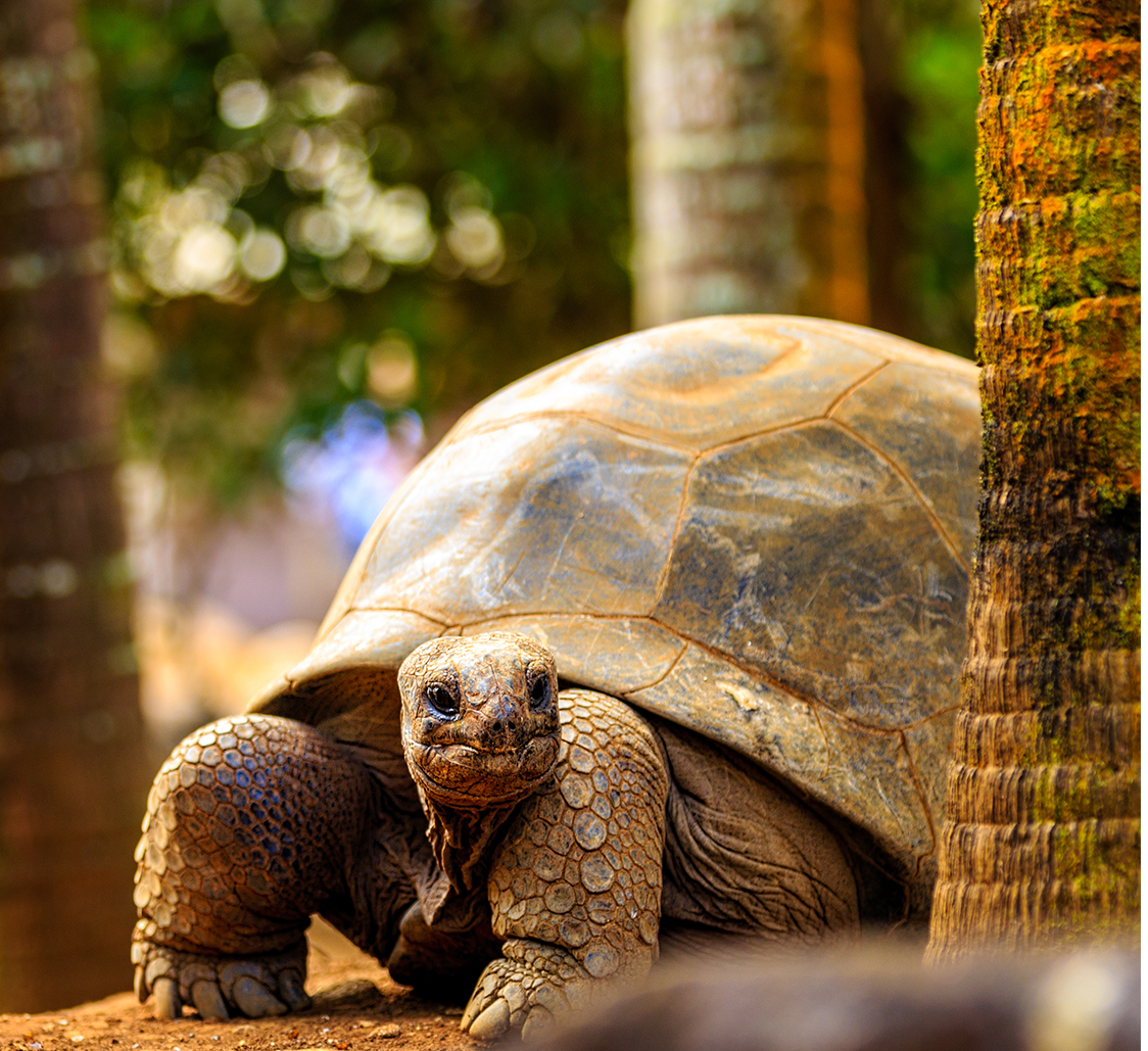Seychelles Cruise