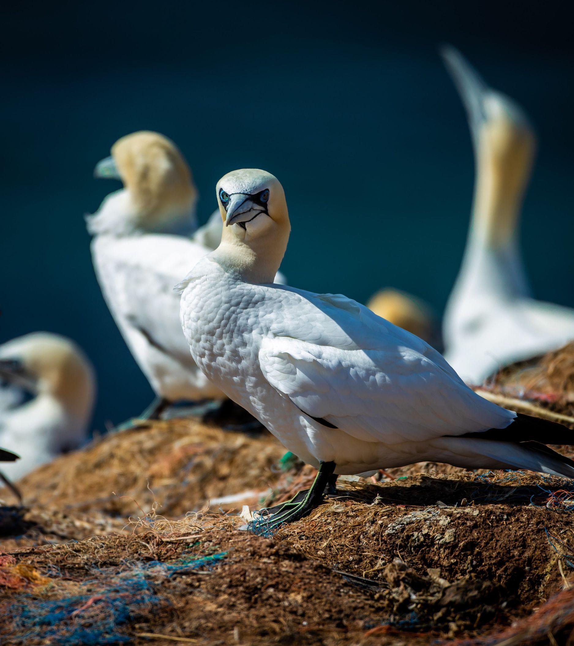arcticbirds_Masthead_Mobile.jpg