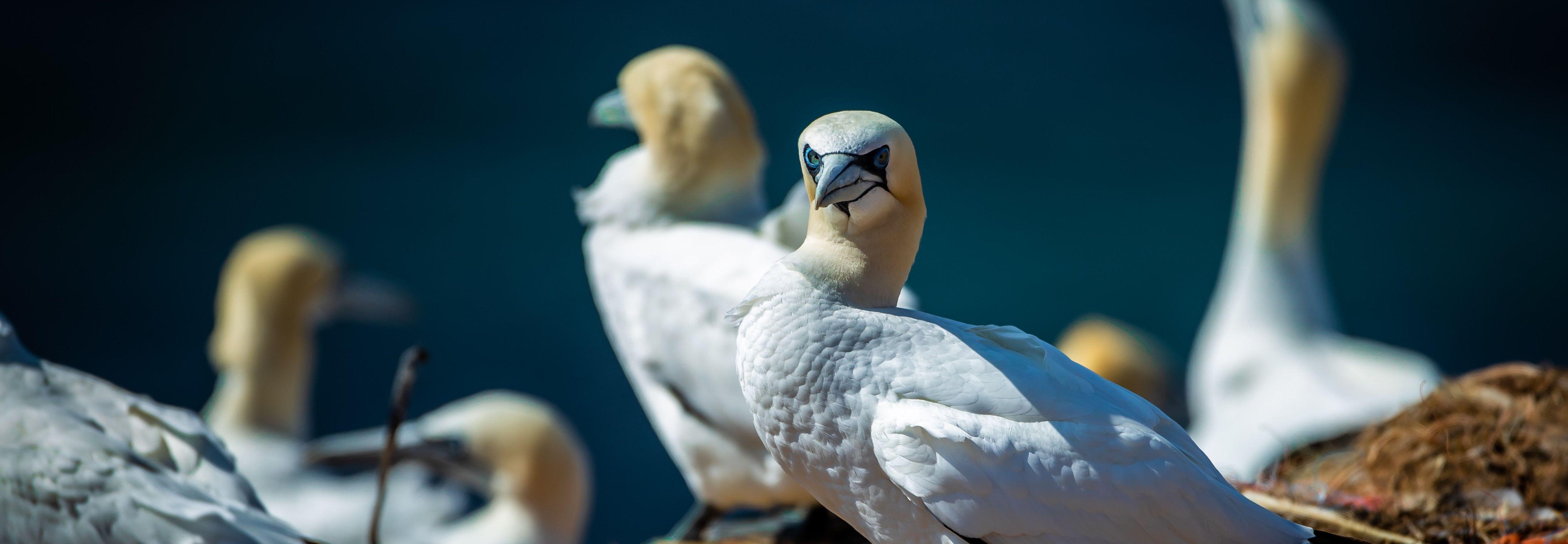 arcticbirds_Masthead_PC.jpg