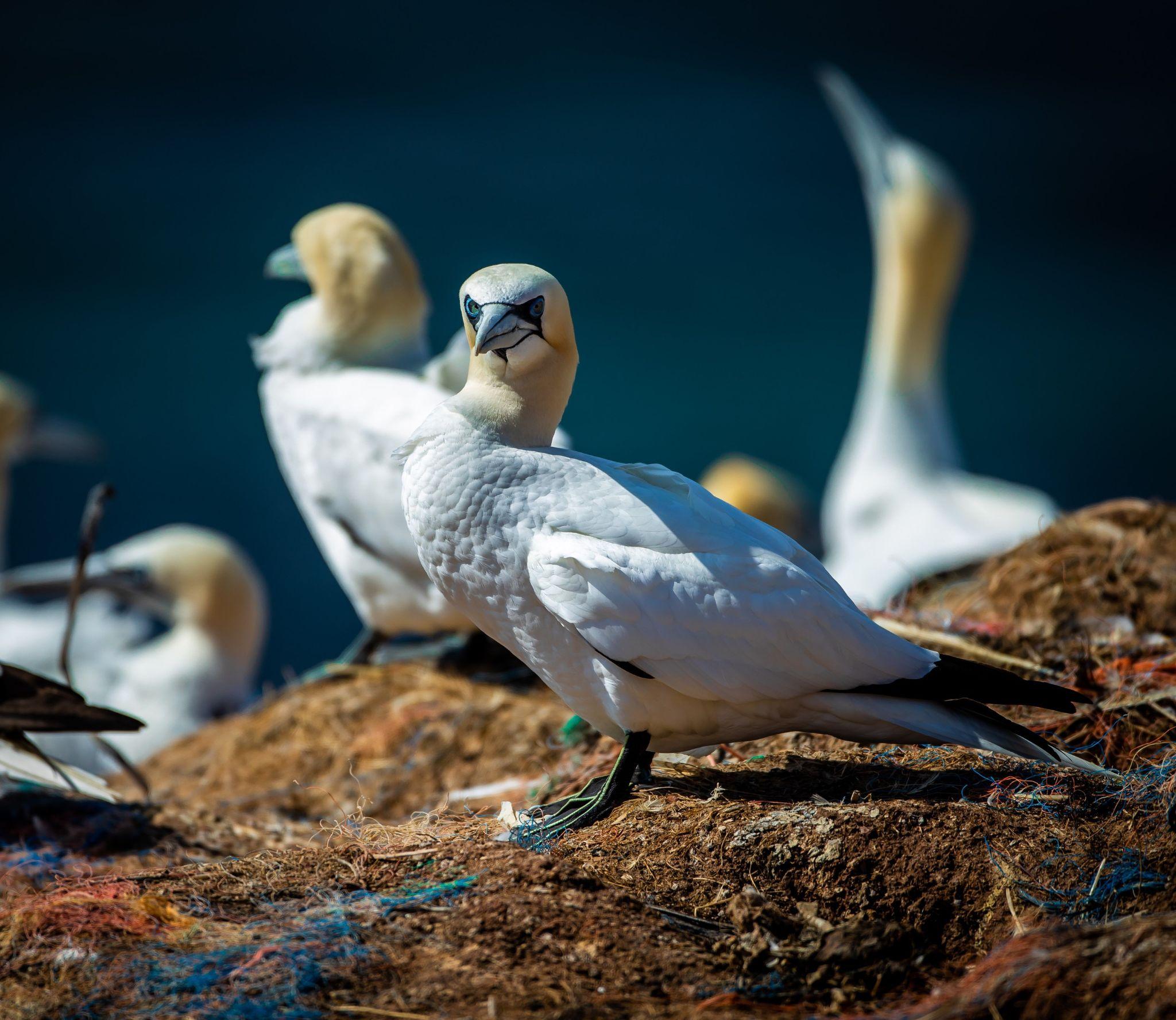 arcticbirds_Masthead_Tablet.jpg