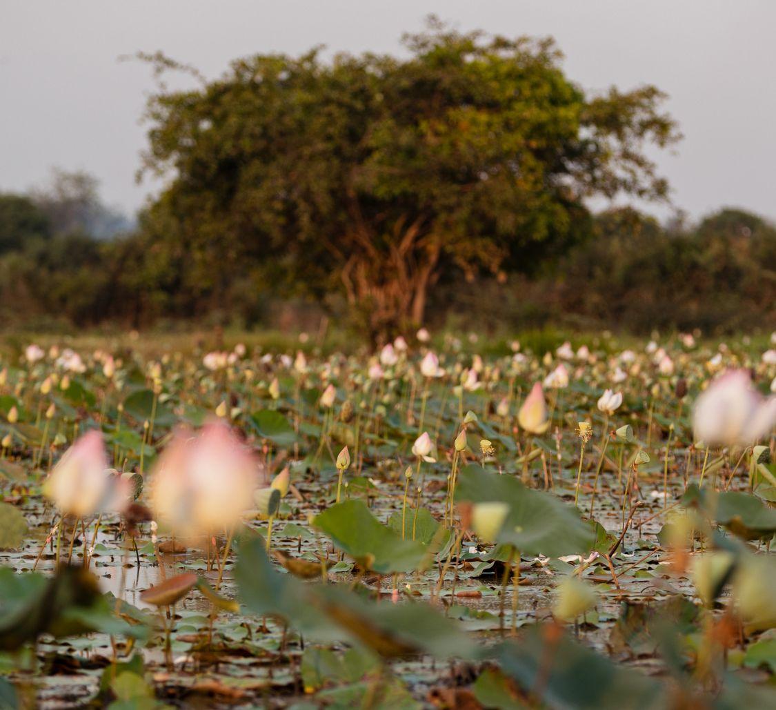 cambodia lotus_Mobile.jpg