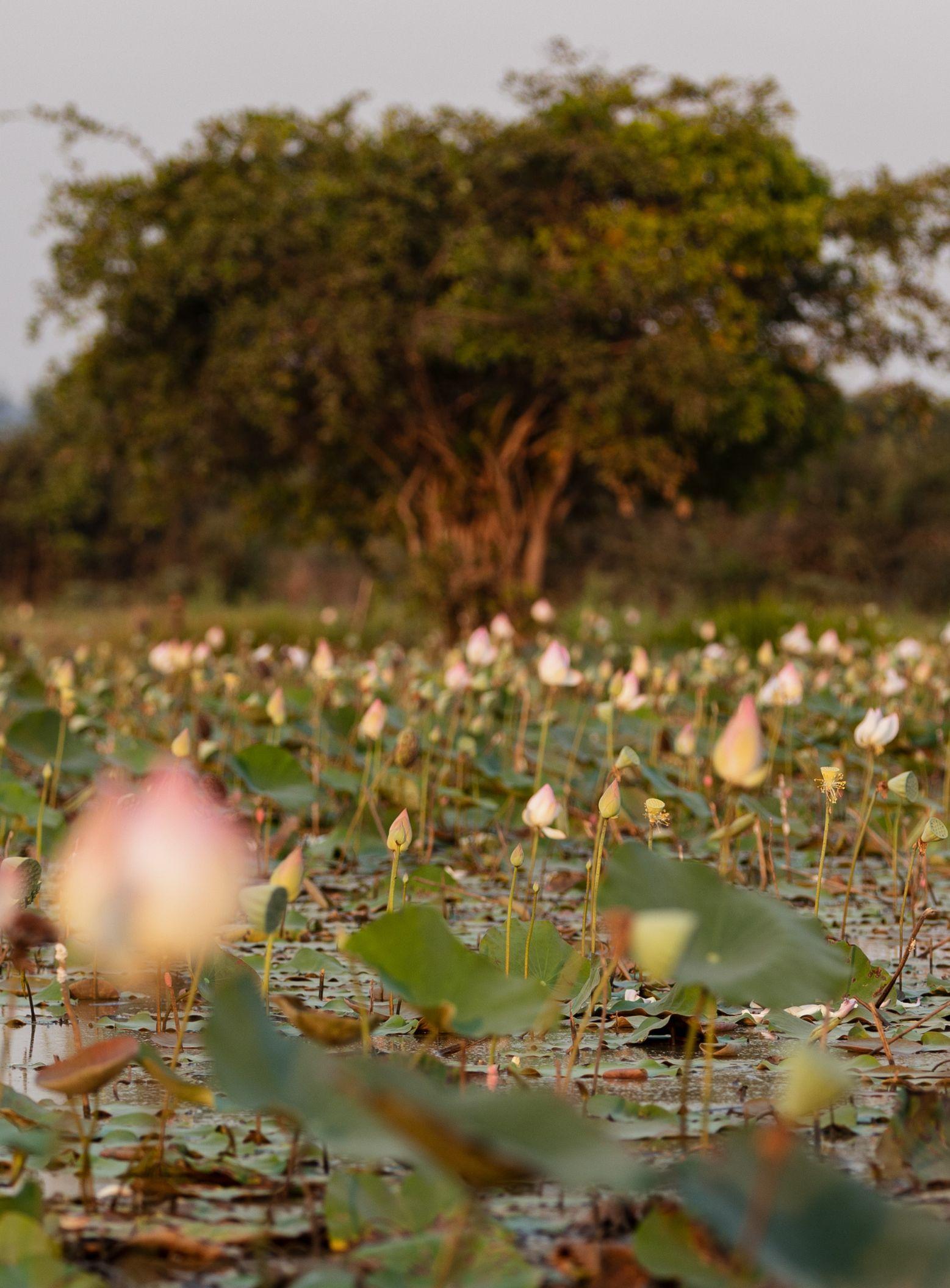 cambodia lotus_PC.jpg