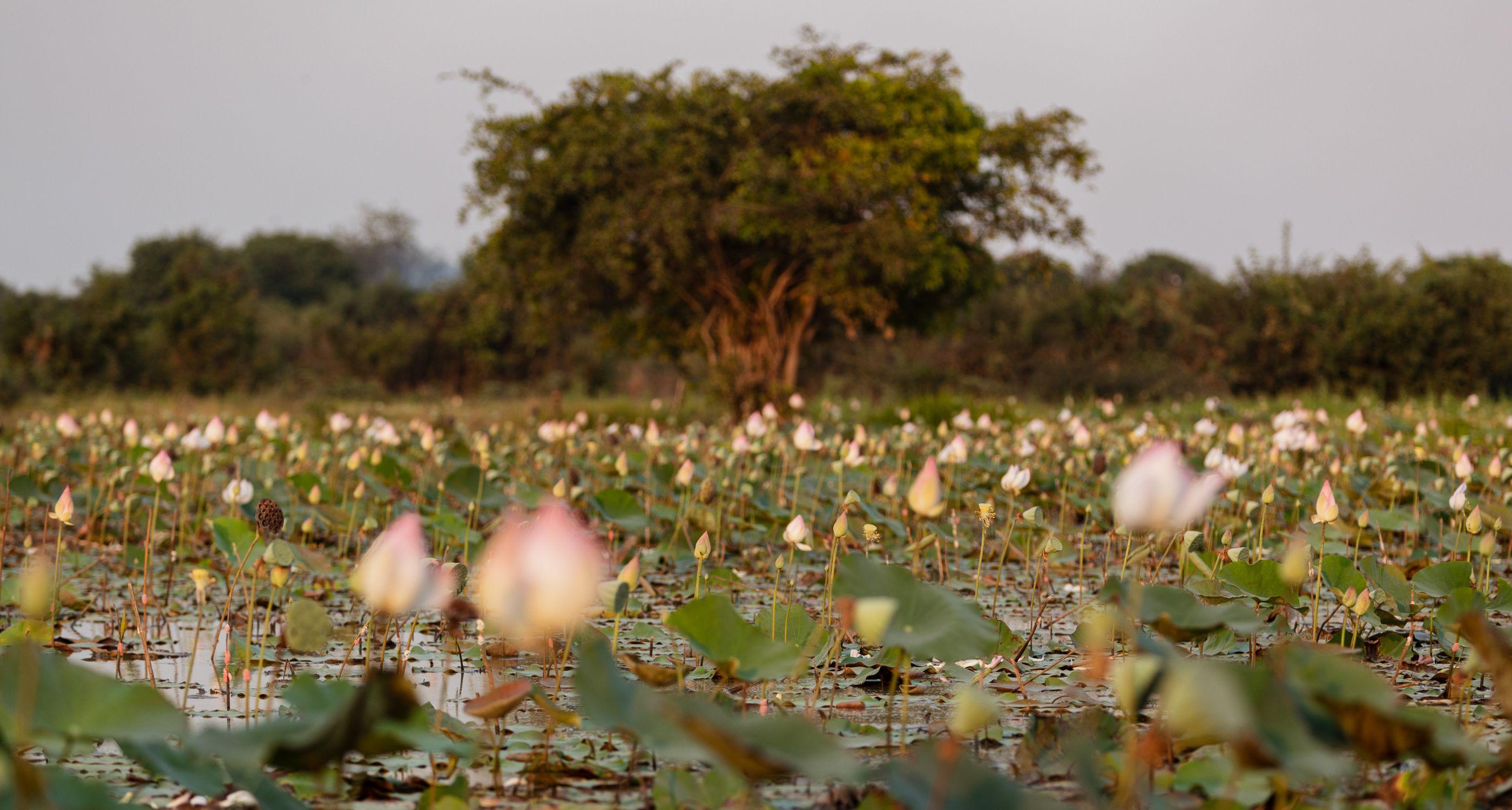 cambodia lotus_Tablet.jpg