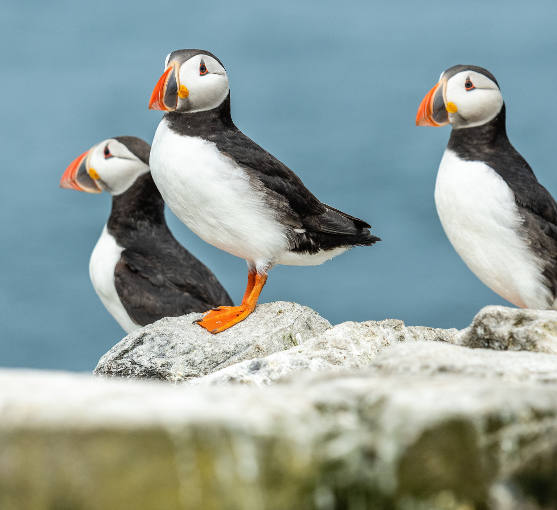 puffin_Body Image w Text (Secondary)_Mobile.png