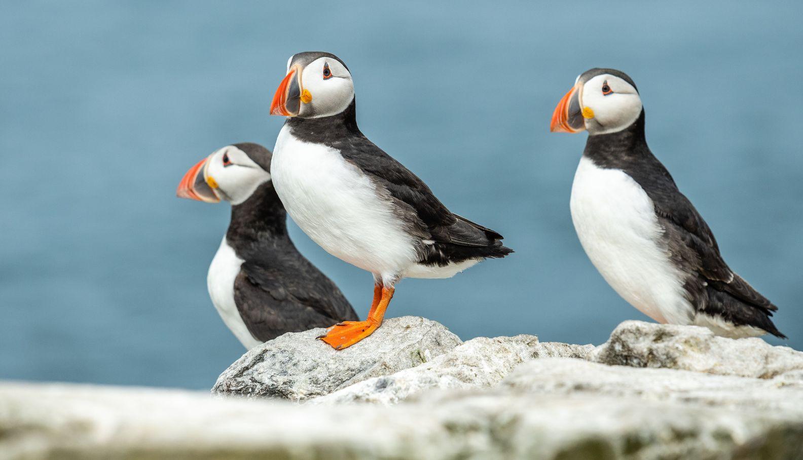 puffin_Body Image w Text (Secondary)_PC.jpg