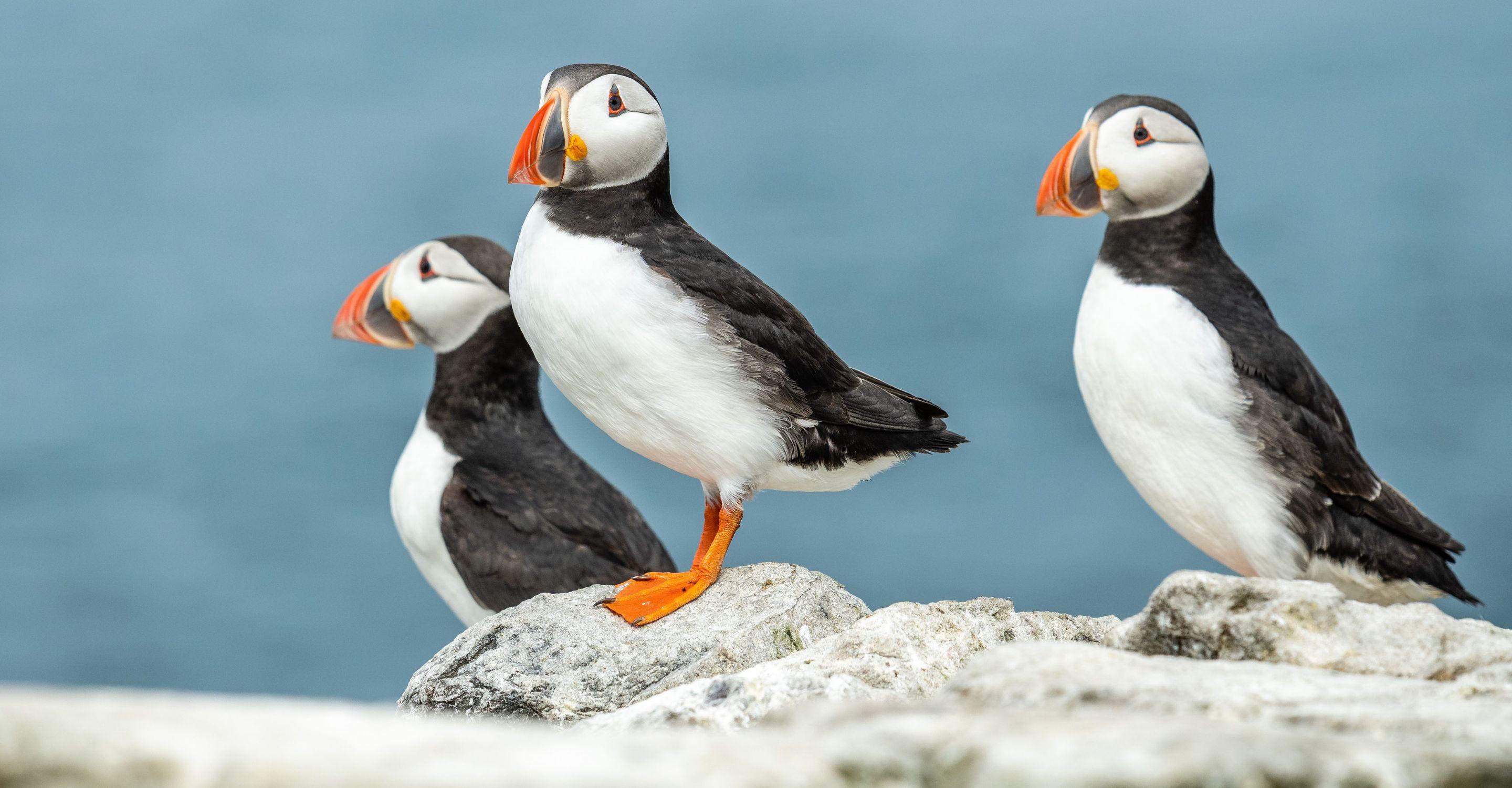 puffin_Body Image w Text (Secondary)_Tablet.jpg
