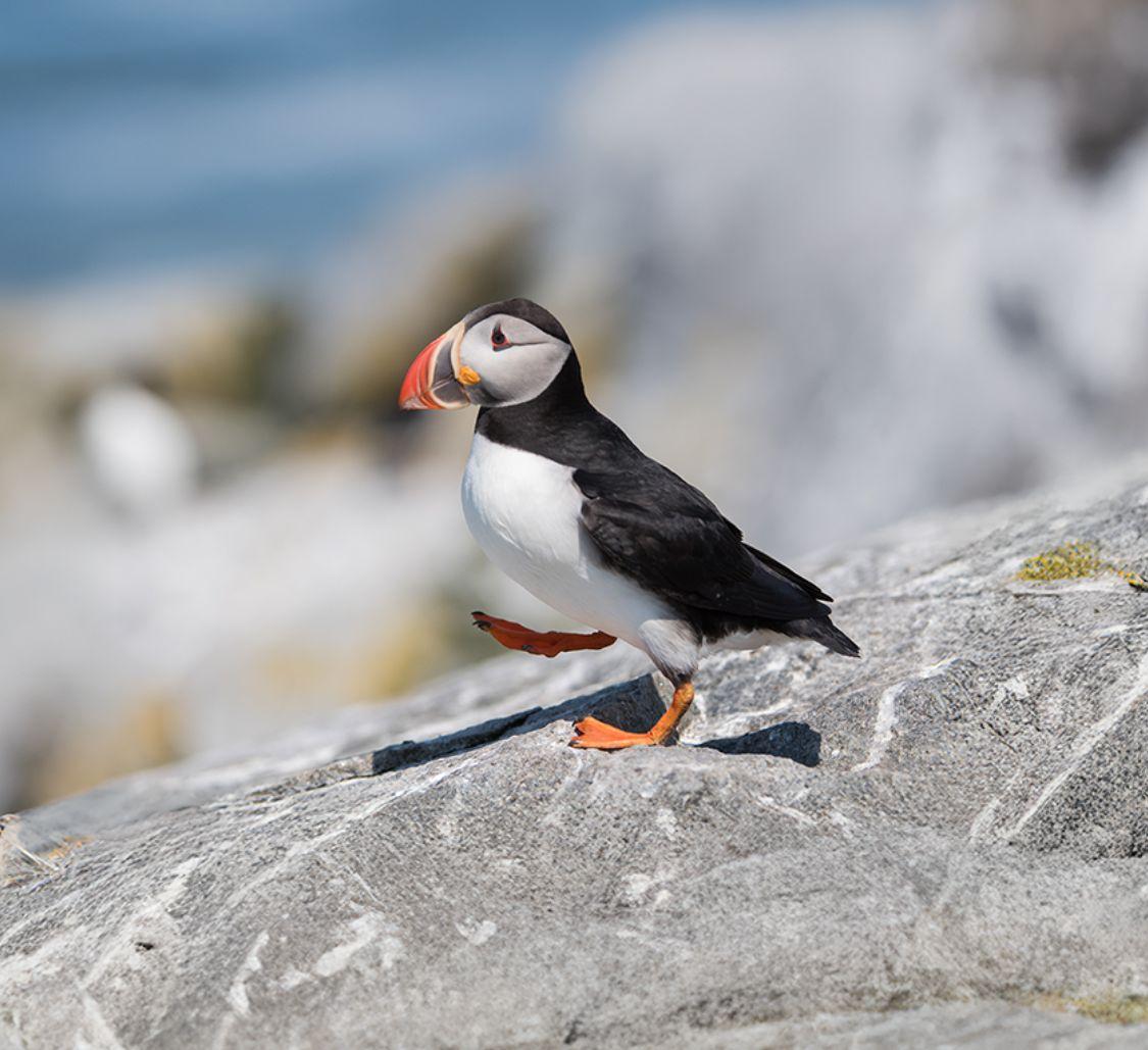 puffin_Body Images with Text_Mobile.jpg