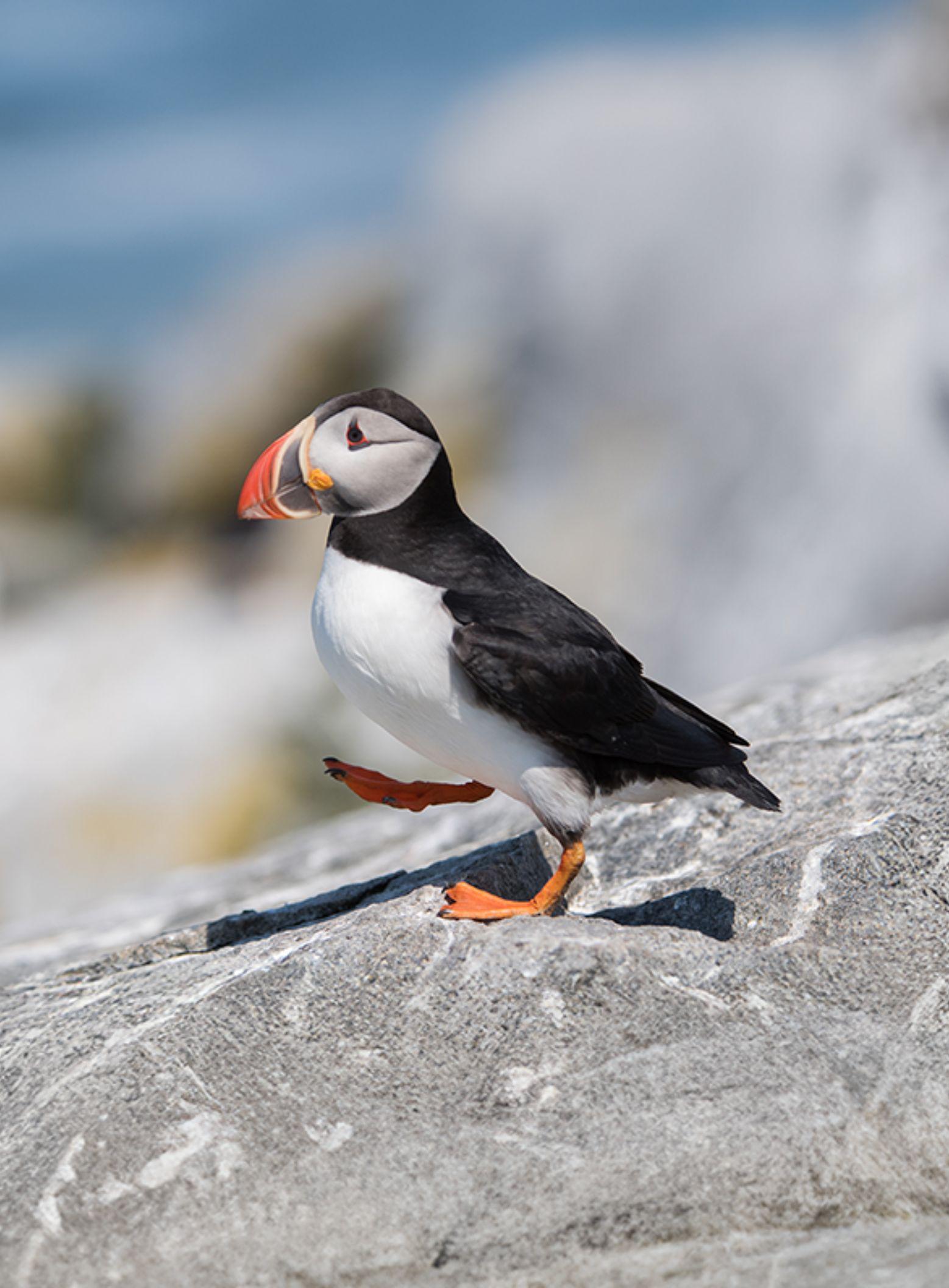 puffin_Body Images with Text_PC.jpg