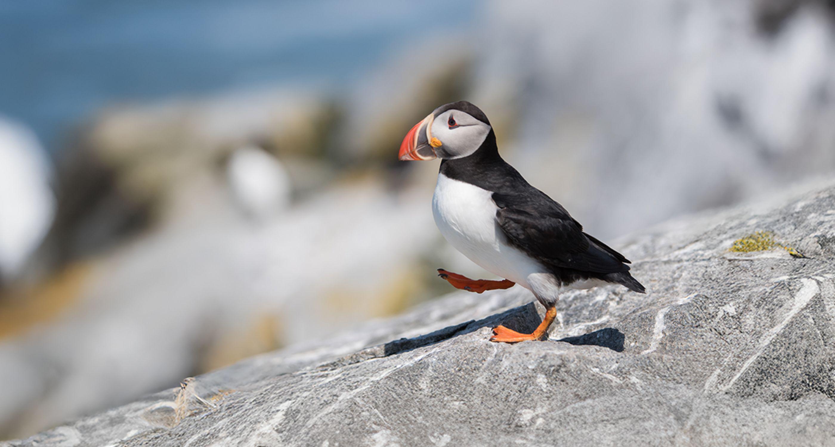 puffin_Body Images with Text_Tablet.jpg