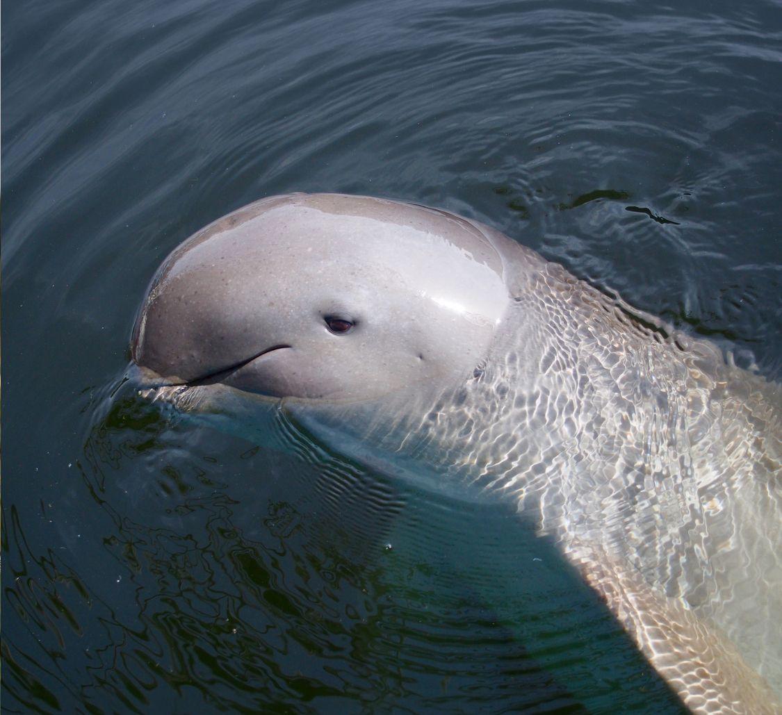 irrawaddydolphin1_Body Images with Text_Mobile.jpg