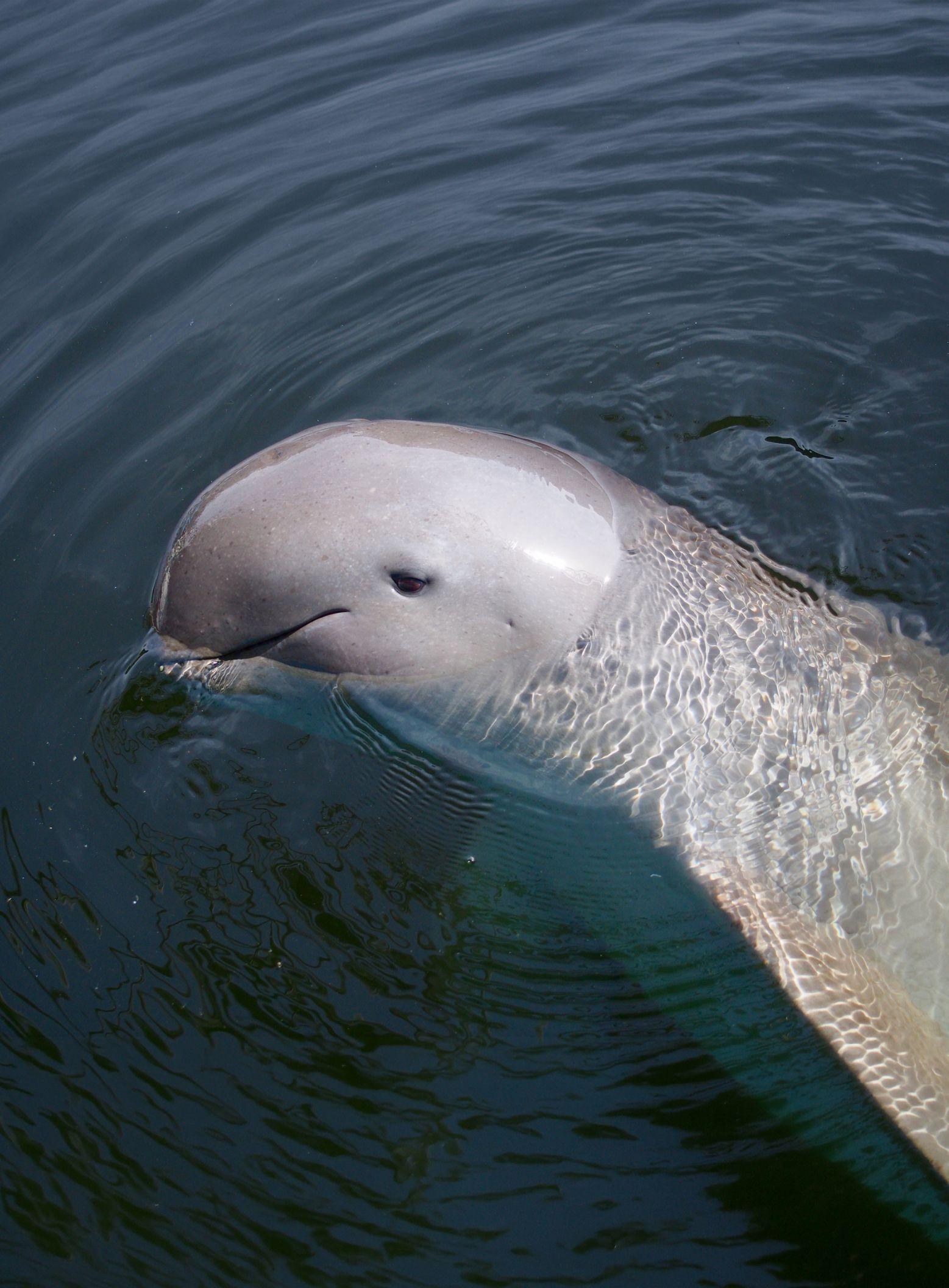 irrawaddydolphin1_Body Images with Text_PC.jpg