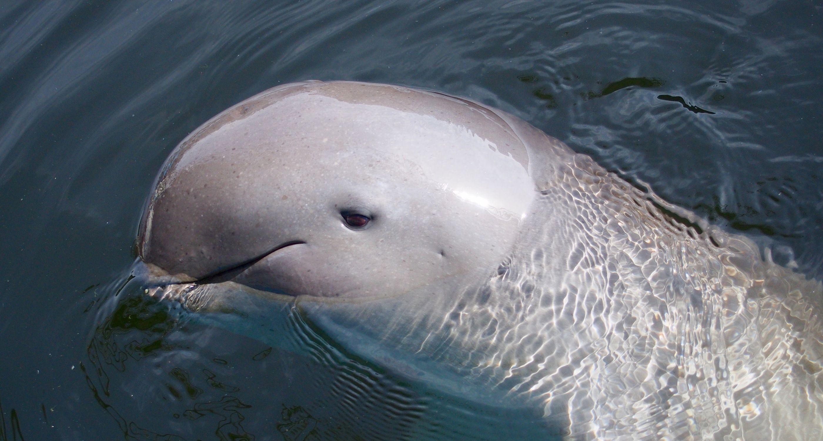 irrawaddydolphin1_Body Images with Text_Tablet.jpg