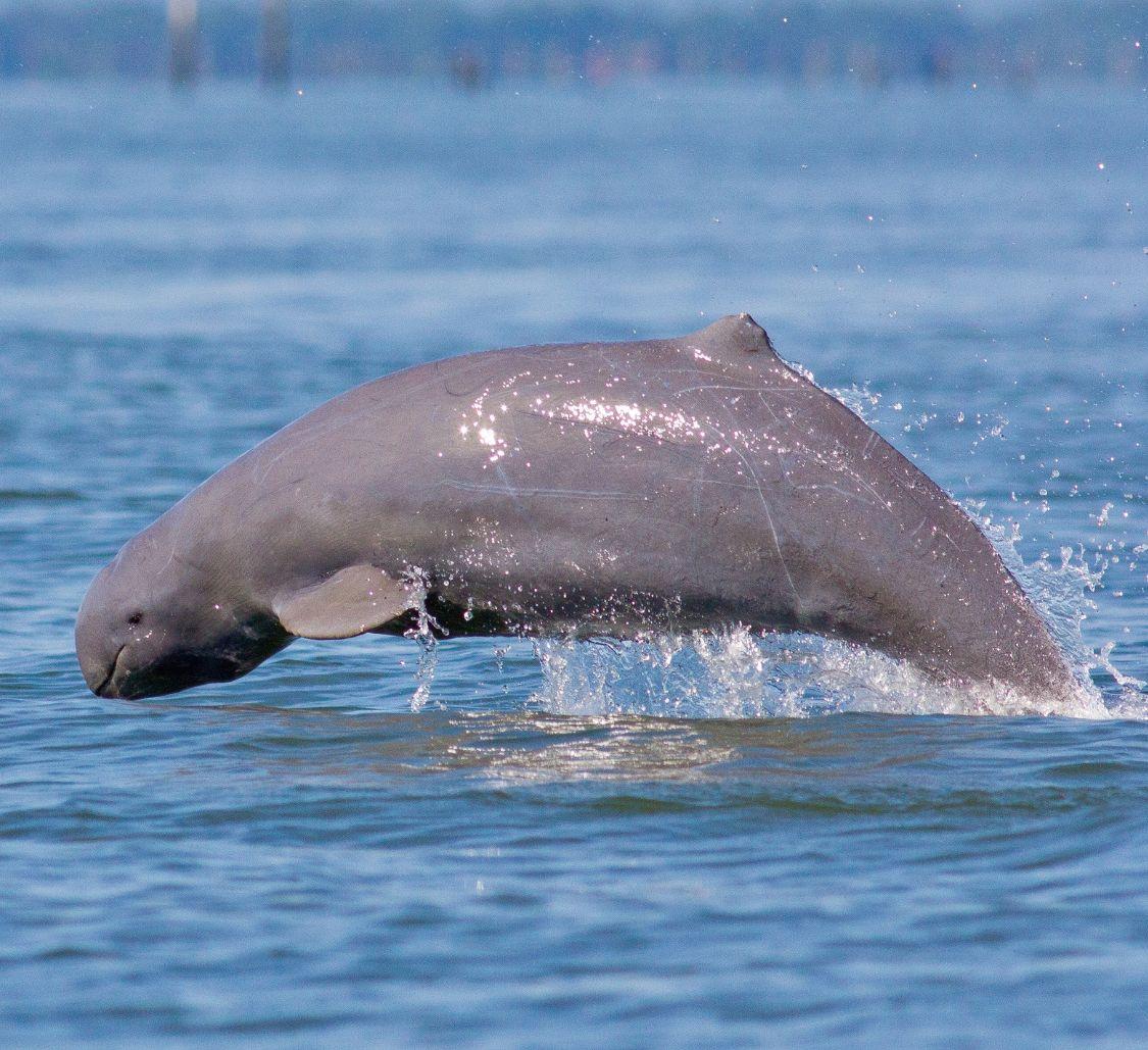 irrawaddydolphin2_Body Image w Text (Secondary)_Mobile.jpg