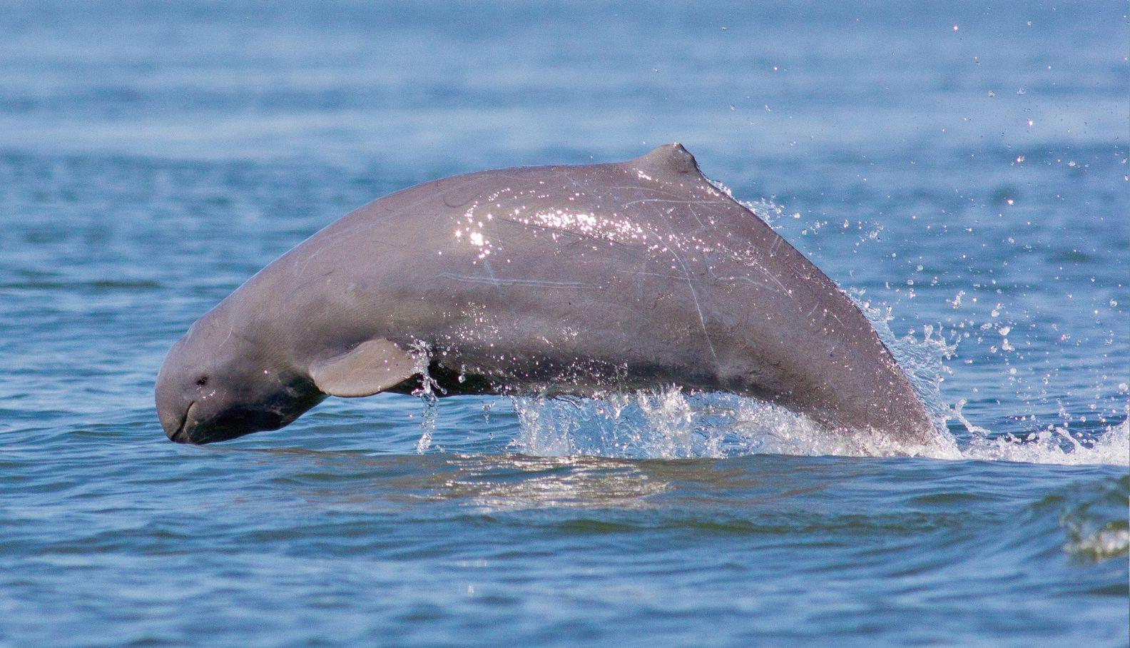 irrawaddydolphin2_Body Image w Text (Secondary)_PC.jpg