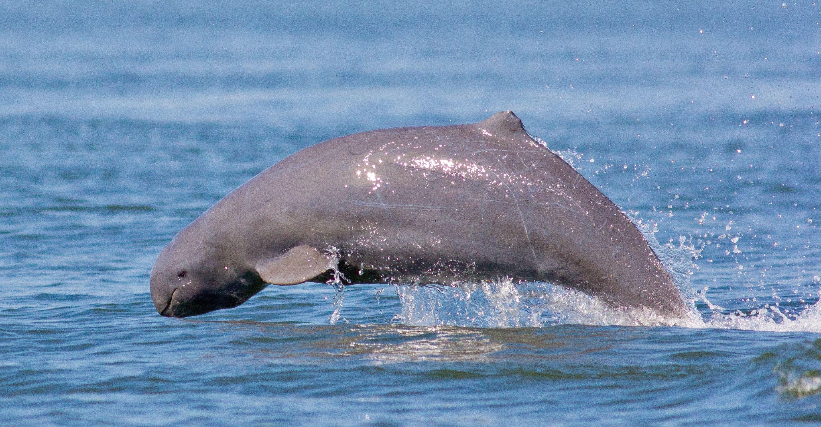 irrawaddydolphin2_Body Image w Text (Secondary)_Tablet.jpg