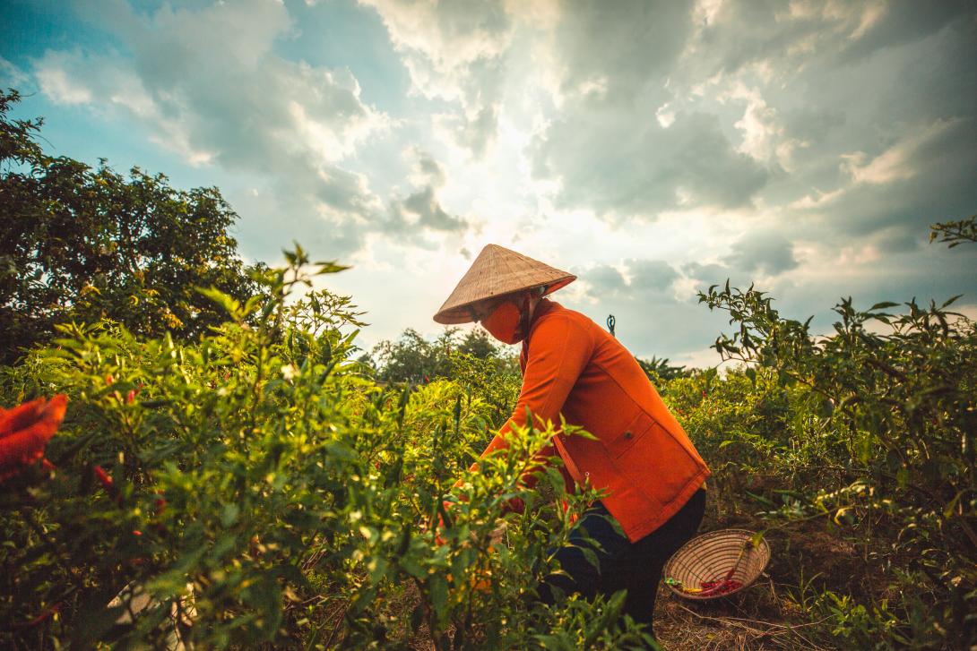 Vietnamese woman with hat in a field