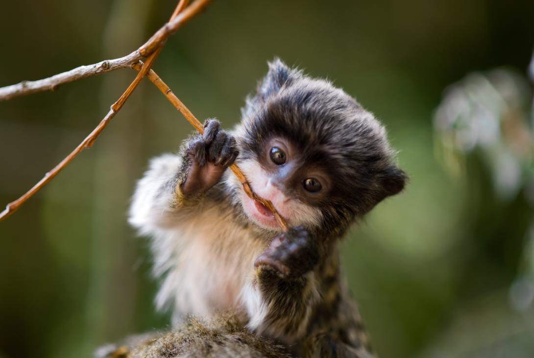 baby-emperor-tamarind