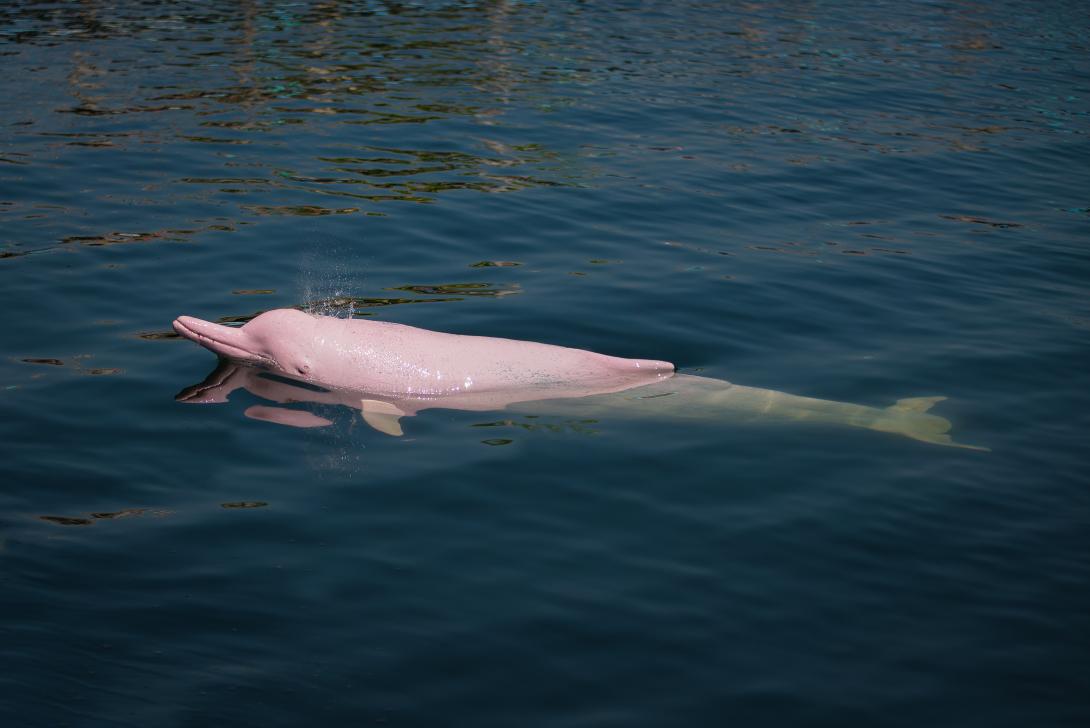 Amazon pink dolphin