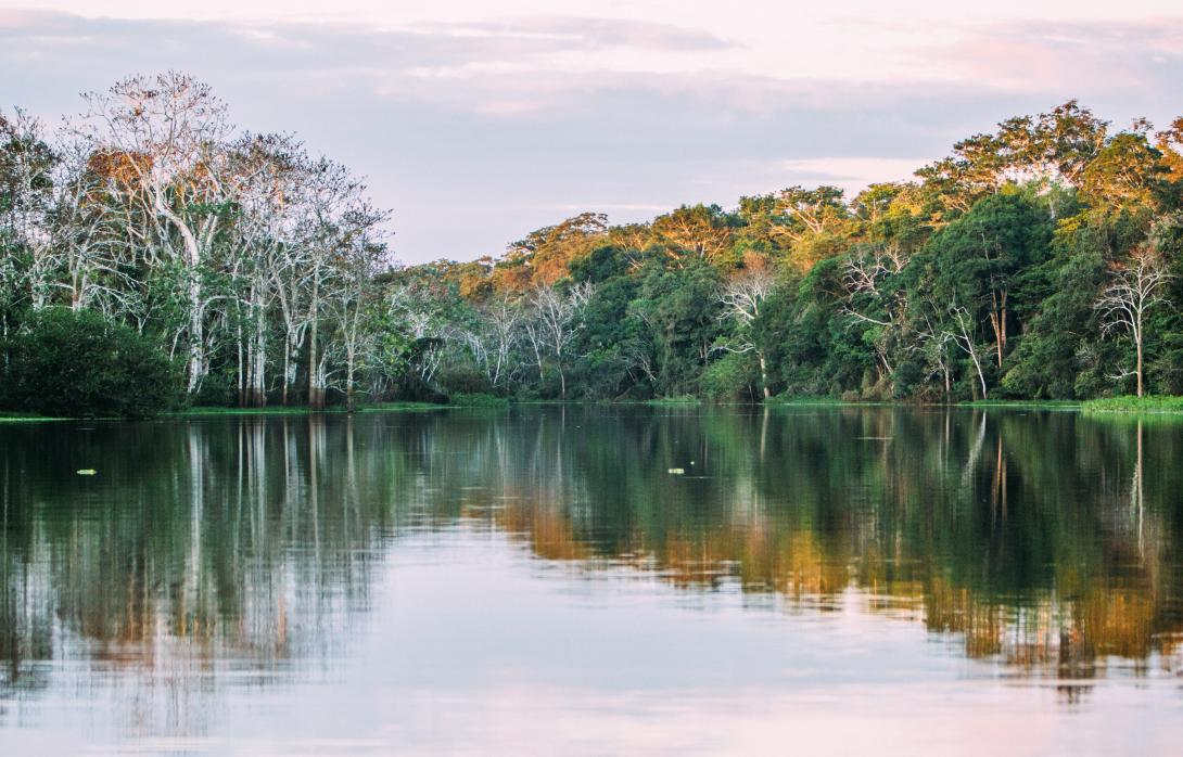 amazon landscape