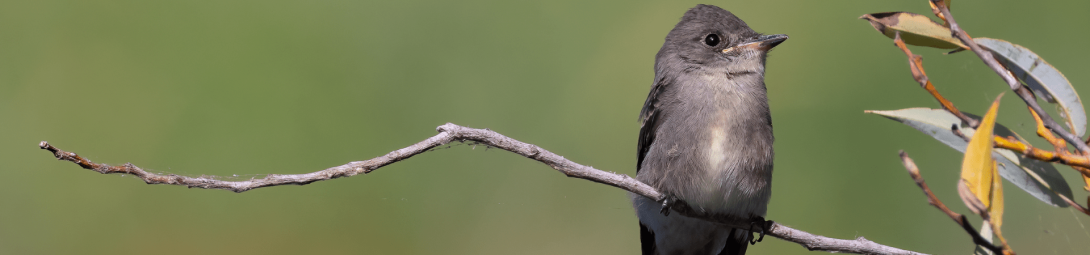 Darwin’s Finches