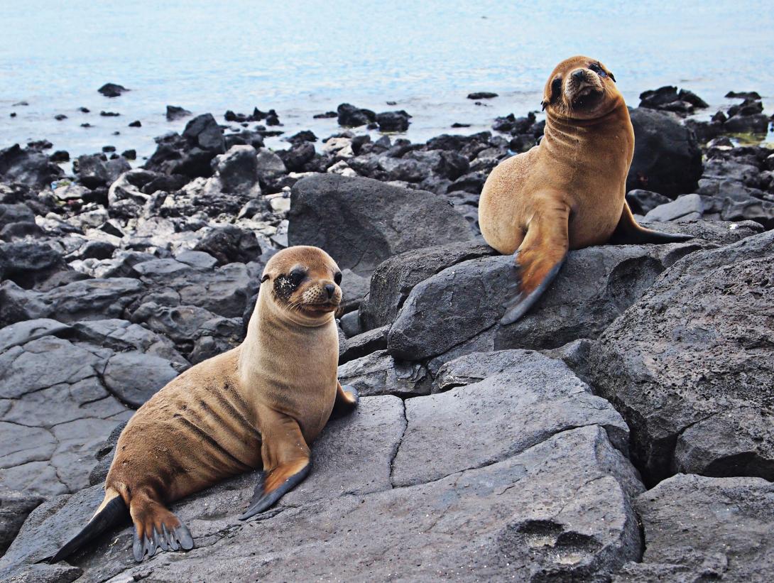 baby-sea-lions-resting