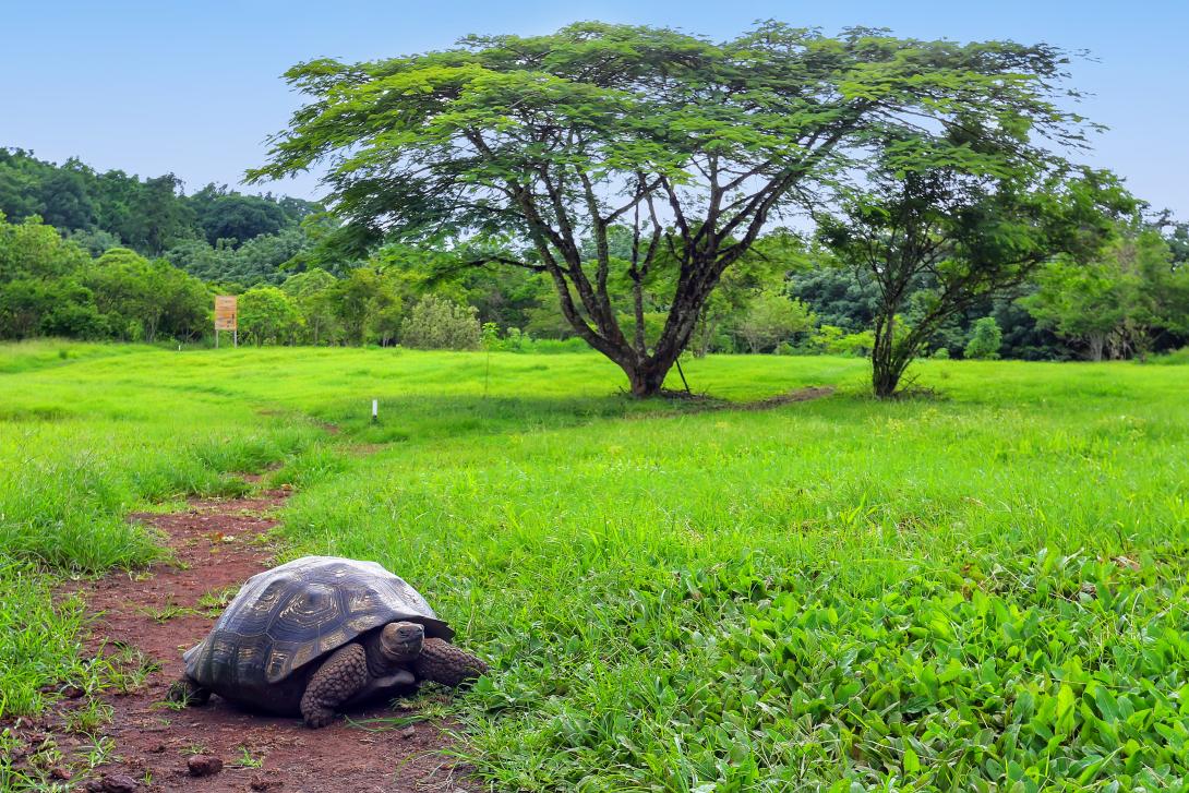 Galapagos Tortoise