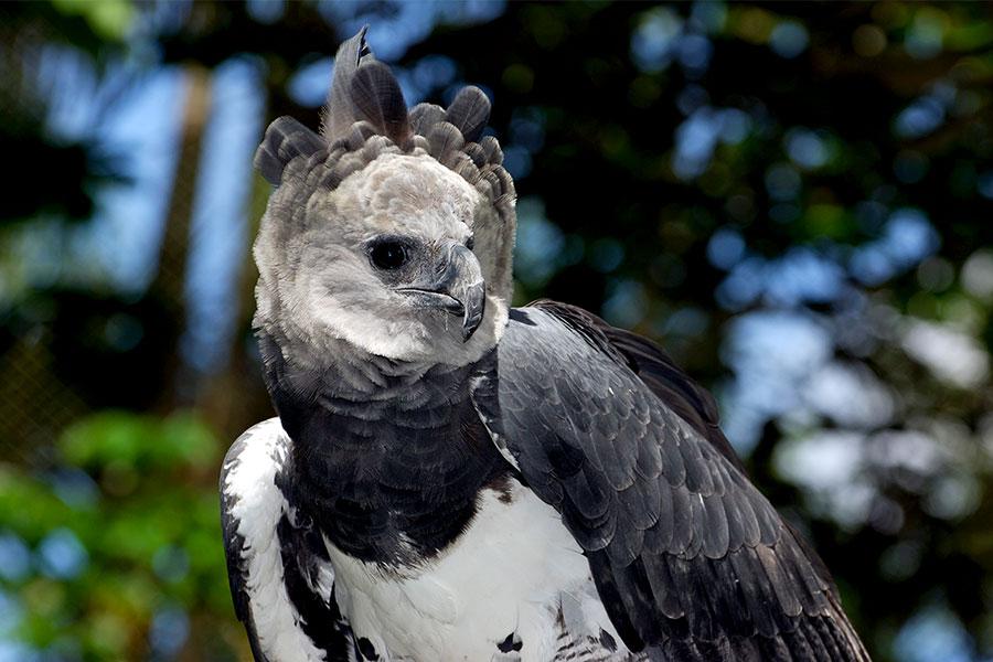 harpy eagle